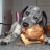 :iconpawsandcaws978: