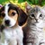 :iconpawsandclaws44: