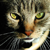 :iconpawsofevil: