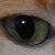 :iconpawtopawphotography: