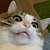 :iconpawulina: