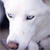 :iconpawz010: