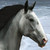 :iconpaytonluff: