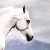 :iconpbdiddy: