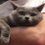 :iconpdorx: