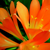:iconpeace-zone: