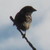 :iconpeacedragon09: