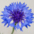 :iconpeaceful-pandora13: