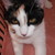 :iconpeacefulkat96: