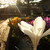 Peacelover98 :iconpeacelover98: