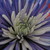 :iconpeaceonearth17: