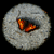 :iconpeaceplexus:
