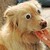 Peachy-Pandy :iconpeachy-pandy:
