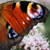:iconpeacock-butterfly: