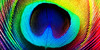 :iconpeacock-girlz: