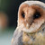 :iconpeanut-butter-fly: