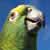 :iconpeanut09: