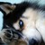 Pearcezp :iconpearcezp: