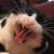 :iconpearl321:
