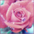 :iconpearlytear: