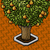 :iconpearxtree: