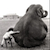 :iconpeasquatch: