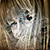 :iconpebbles58: