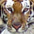 :iconpeblo-tiger: