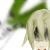 :iconpedoleekplz: