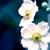 :iconpeewek: