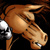:iconPegasus316:
