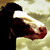 PegasusDesign :iconpegasusdesign:
