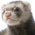 :iconpeinfan56:
