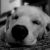 :iconPeloBianco:
