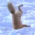 :iconpenccoonbandit: