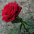 :iconpendrith: