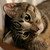 :iconpengibuddy: