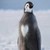 :iconpenguinlily: