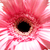 :iconpenguinpaape: