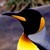:iconpenguinplzplz: