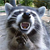 :iconpenguinsalad: