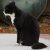 :iconpenguinsunlimited: