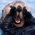 :iconpengulini: