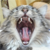 :iconpengwynhead: