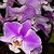 :iconpenny-ash: