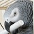 :iconpeopy:
