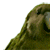 :iconpepelotas2010: