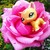 :iconpepperclarklps: