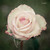 :iconpeppercornphotograph: