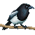 :iconpepperlot: